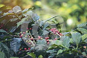 Ripe Red coffee bean berry plant fresh seed coffee tree growth in green eco organic farm. Close up red ripe seed robusta arabica