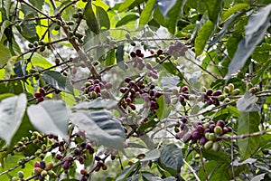 Ripe red coffee beans