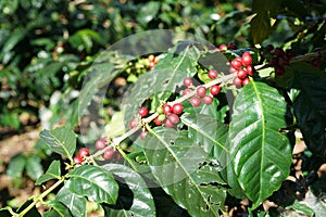 Ripe red coffee beans on Coffee tree in Chiangmai