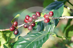 Ripe red coffee beans on coffee trees