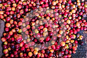 Ripe Red Coffee Beans In Kenya East Africa