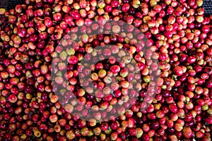 Ripe Red Coffee Beans In Kenya East African