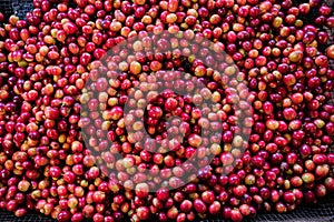 Ripe Red Coffee Beans In Kenya East African