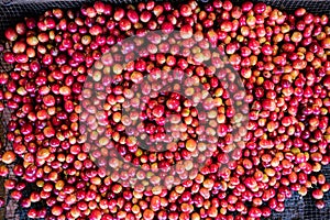 Ripe Red Coffee Beans In Kenya East African