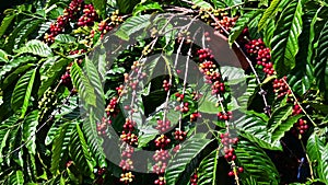 Ripe red coffee beans on tree branch