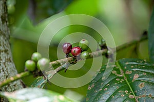 Ripe red coffee cherries on the branch closeup