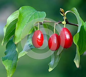 Ripe red cornel