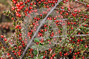 Ripe red cotoneaster  berries at the brunch with green leaves