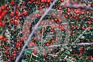 Ripe red cotoneaster  berries at the brunch with green leaves