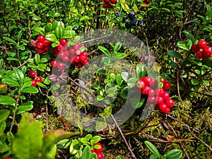 Ripe red cowberry grows in pine forest