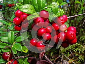 Ripe red cowberry grows in pine forest.