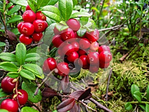 Ripe red cowberry grows in pine forest.