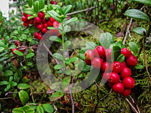 Ripe red cowberry grows in pine forest.