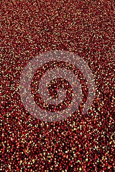A ripe red cranberry berries harvest background of top view of cranberry berries. Fresh juicy