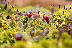 Ripe red cranberry on the bush lie in the moss in the swamp. Harvesting berries on an autumn, cloudy day.