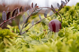 Ripe red cranberry on a bush in the moss in a swamp. Harvesting berries on an autumn day. Close-up.