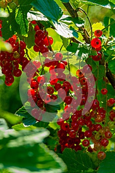 Ripe red currant berries on a branch in the garden. Red currant, currant or ordinary or garden currant Ribes rubrum