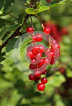 Ripe red currant berries branch