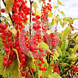 Ripe red currant berries