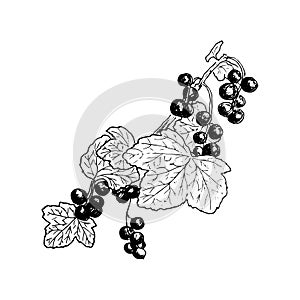 Ripe red currant branch with berries and leaves. Hand drawn Sketch style ink pen