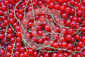 Ripe red currant close-up as background
