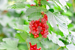 Ripe red currant. Currant bush. Currant berries on a bush.