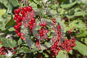 Ripe red currant hanging on a bush