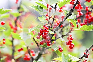 Red currant in a summer garden. Ribes rubrum plant with ripe red berries