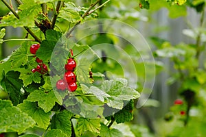 Ripe Red currants in the garden, selective focus - some berries in focus, some are not