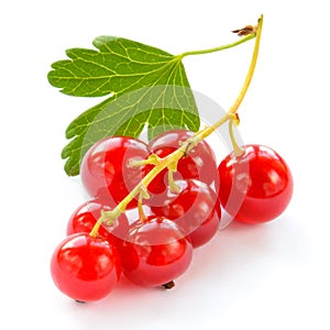 Ripe Red Currants with Green Leaf Isolated on White Background