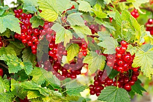 Ripe red currants Ribes rubrum in homemade garden. Fresh bunch of natural fruit growing on branch on farm. photo