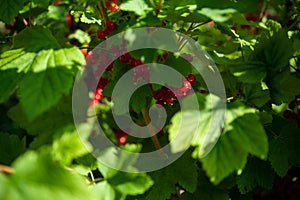Juicy red current berries (Ribes rubrum) are hanging on a branch with green leaves with sunny beams in summertime.