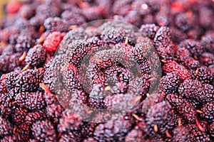 Ripe red and dark purple sweet flavor mulberry fruit background. Health benefits of mulberries include, to improve digestion, lowe
