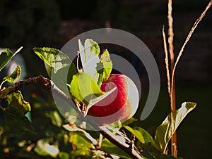 Ripe, red eatin apple on tree in summer with late evening sun shining from the side