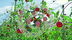 Ripe red fruits hang on apple tree branches on plantation