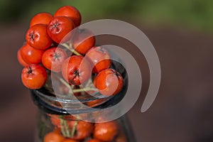 Ripe red fruits of mountain ash Sorbus aucuparia are located i