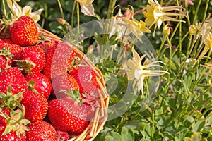 Ripe red garden strawberries in a basket