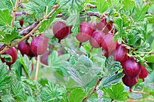 Ripe Red Gooseberries Fruits On Shrub Twig In Commercial Garden