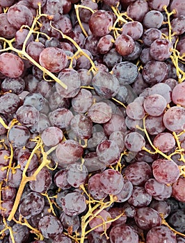 Ripe red grape bunches