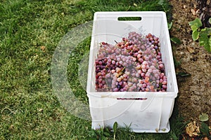 Ripe red grape. Pink bunches in a box after autumn harvest ready for wine making or for sale