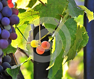 Ripe red grape in a vineyard