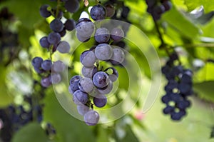 Ripe red grape in vineyard.