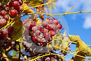 Ripe red grapes against the blue sky