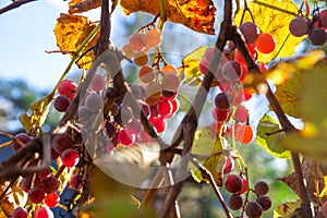 Ripe red grapes against the blue sky