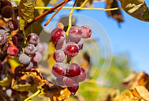 Ripe red grapes against the blue sky