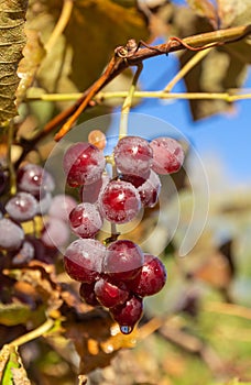 Ripe red grapes against the blue sky