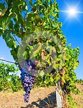 Ripe red grapes on the field