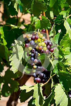 Ripe red grapes and leaves on vine