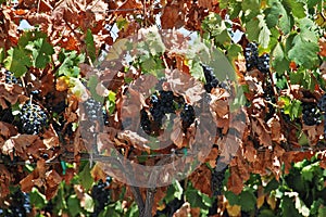 Ripe red grapes on the vine, Spain.