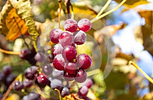 Ripe red grapes. Vineyard Nature background